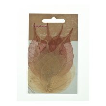 SCB300509 Скелетированные листочки из бананового дерева, коричневый, упак./8 шт., ScrapBerry's